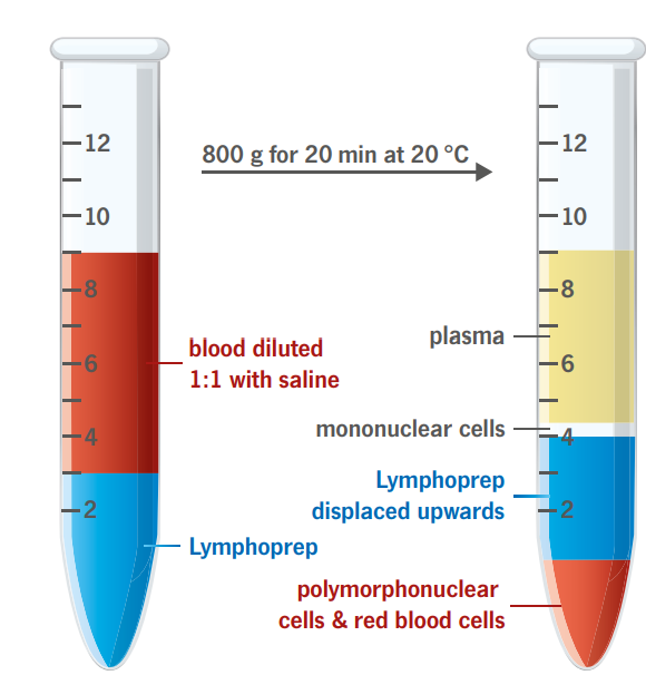 Lymphoprep use Lymphprep protocol